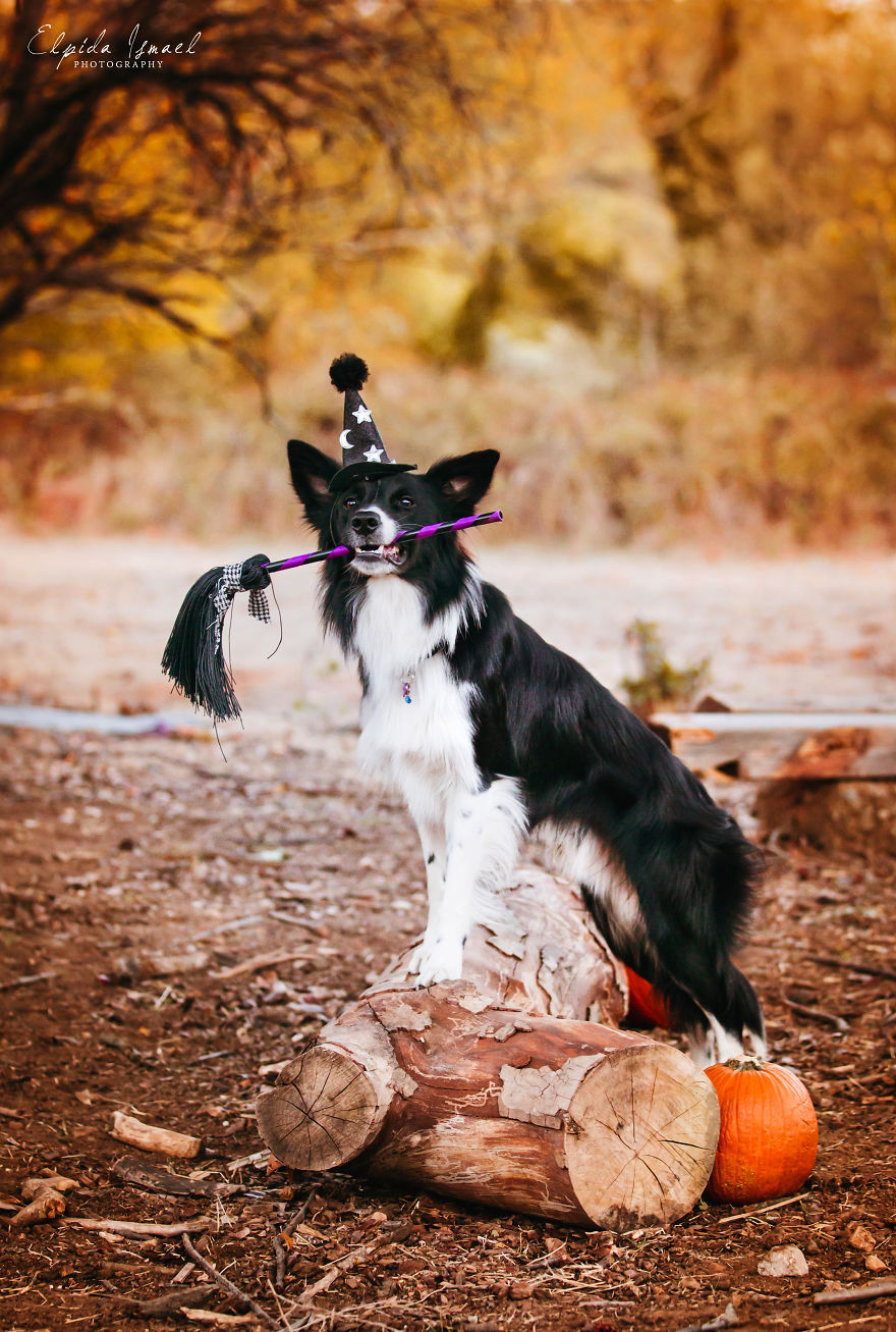 I Photograph My Dogs And Their Friends In Halloween Mood! I Photograph My Dogs And Their Friends In Halloween Mood!