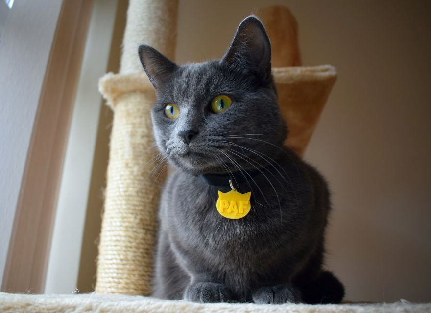 3d Printed Cat Accessories 3d Printed Cat Accessories