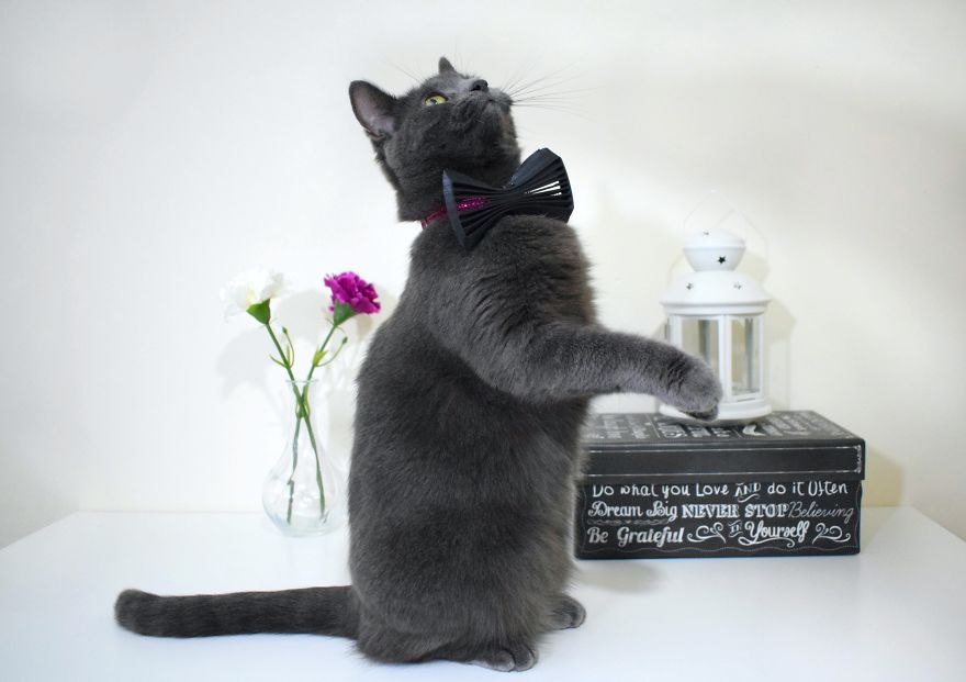 3d Printed Cat Accessories 3d Printed Cat Accessories