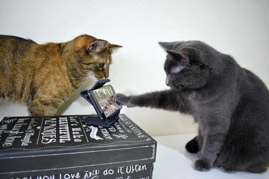 3d Printed Cat Accessories 3d Printed Cat Accessories