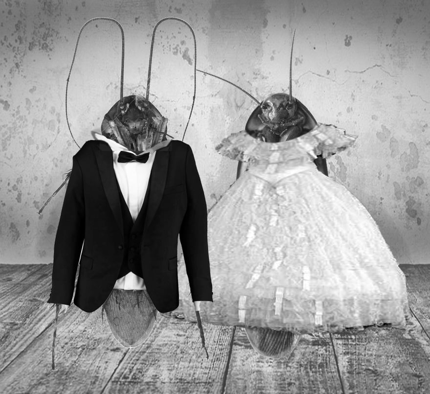 The Cockroach Diaries