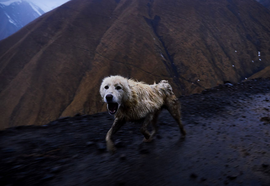 The Mountain Shepherds In Georgia The Mountain Shepherds In Georgia