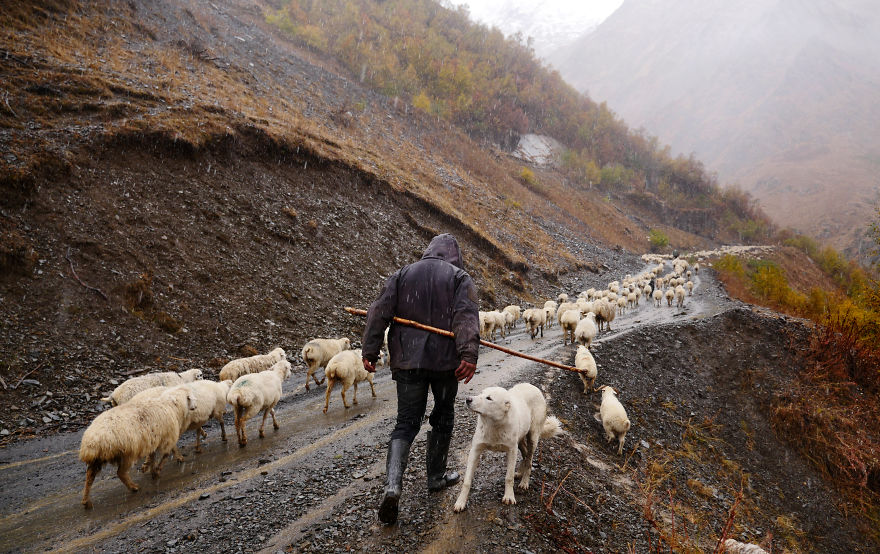 The Mountain Shepherds In Georgia The Mountain Shepherds In Georgia