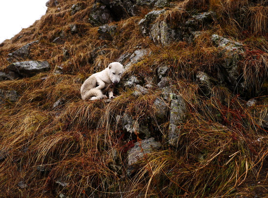 The Mountain Shepherds In Georgia The Mountain Shepherds In Georgia
