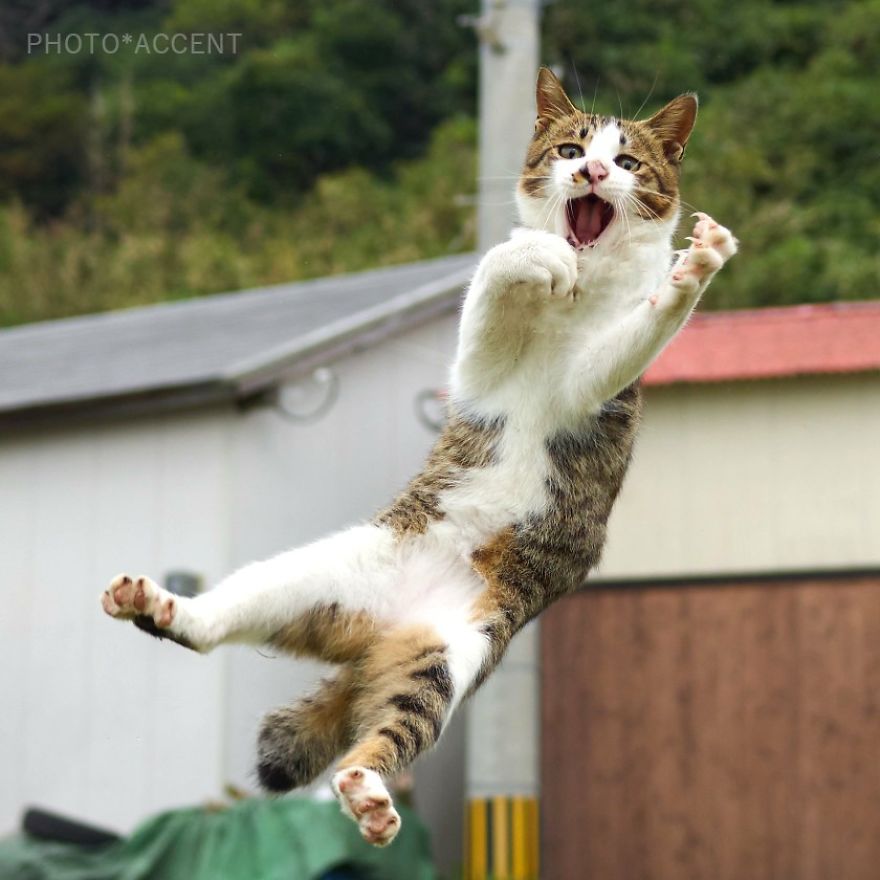 This Japanese Photographer Specializes In Shooting Ninja Cats, And The Result Is Too Purrfect This Japanese Photographer Specializes In Shooting Ninja Cats, And The Result Is Too Purrfect