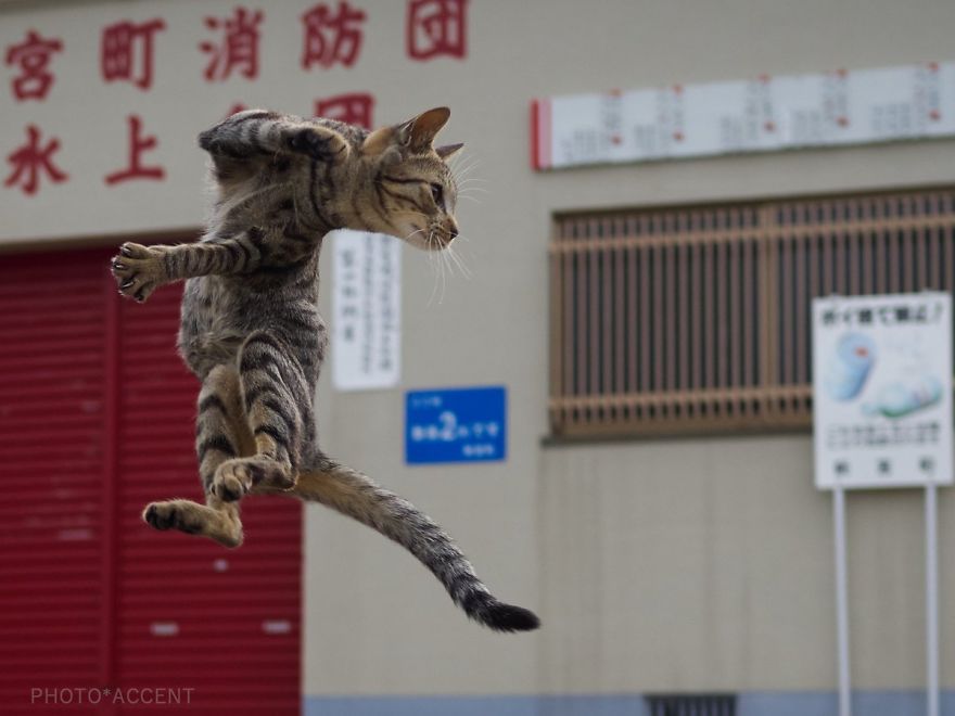 This Japanese Photographer Specializes In Shooting Ninja Cats, And The Result Is Too Purrfect This Japanese Photographer Specializes In Shooting Ninja Cats, And The Result Is Too Purrfect