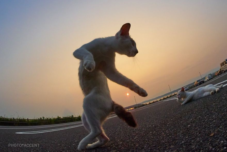 This Japanese Photographer Specializes In Shooting Ninja Cats, And The Result Is Too Purrfect This Japanese Photographer Specializes In Shooting Ninja Cats, And The Result Is Too Purrfect