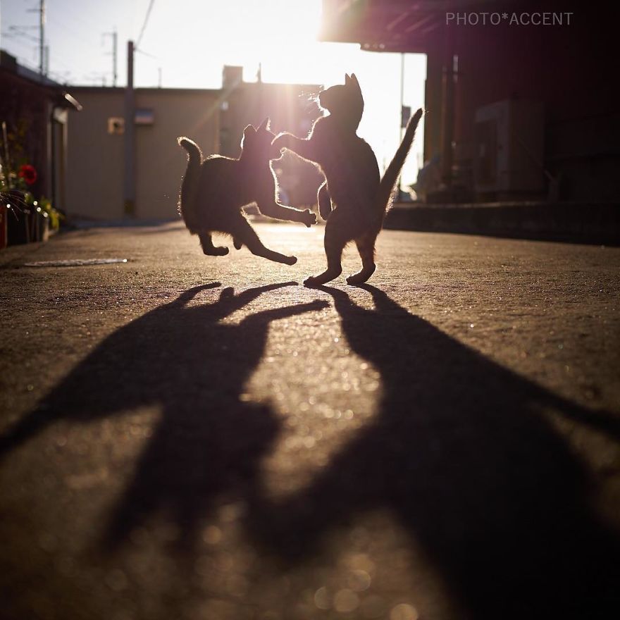 This Japanese Photographer Specializes In Shooting Ninja Cats, And The Result Is Too Purrfect This Japanese Photographer Specializes In Shooting Ninja Cats, And The Result Is Too Purrfect