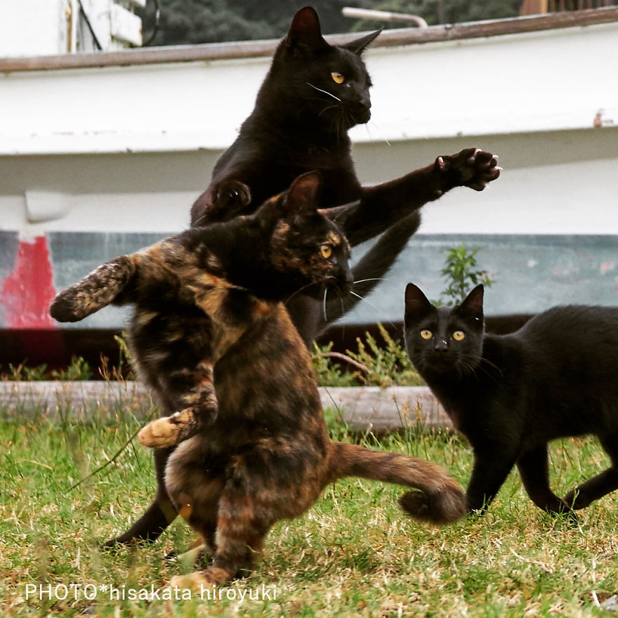 This Japanese Photographer Specializes In Shooting Ninja Cats, And The Result Is Too Purrfect This Japanese Photographer Specializes In Shooting Ninja Cats, And The Result Is Too Purrfect