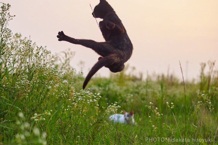 This Japanese Photographer Specializes In Shooting Ninja Cats, And The Result Is Too Purrfect This Japanese Photographer Specializes In Shooting Ninja Cats, And The Result Is Too Purrfect