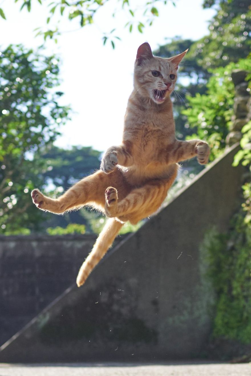 This Japanese Photographer Specializes In Shooting Ninja Cats, And The Result Is Too Purrfect This Japanese Photographer Specializes In Shooting Ninja Cats, And The Result Is Too Purrfect