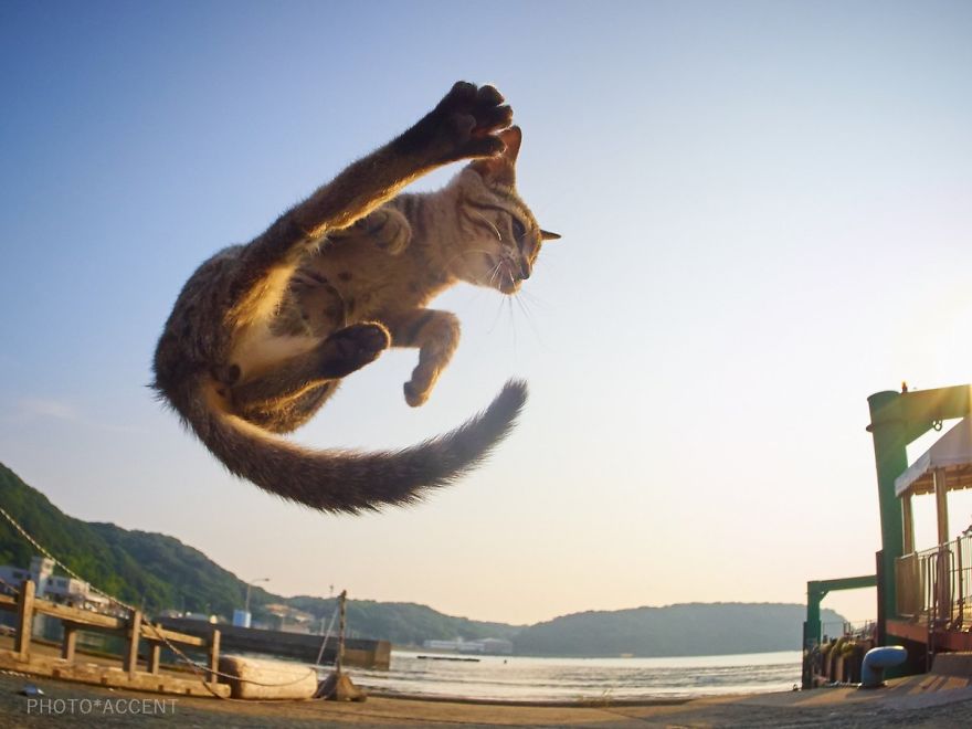 This Japanese Photographer Specializes In Shooting Ninja Cats, And The Result Is Too Purrfect This Japanese Photographer Specializes In Shooting Ninja Cats, And The Result Is Too Purrfect