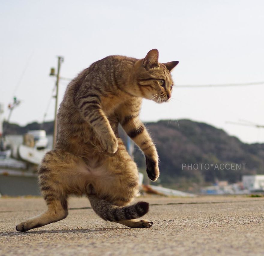 This Japanese Photographer Specializes In Shooting Ninja Cats, And The Result Is Too Purrfect This Japanese Photographer Specializes In Shooting Ninja Cats, And The Result Is Too Purrfect