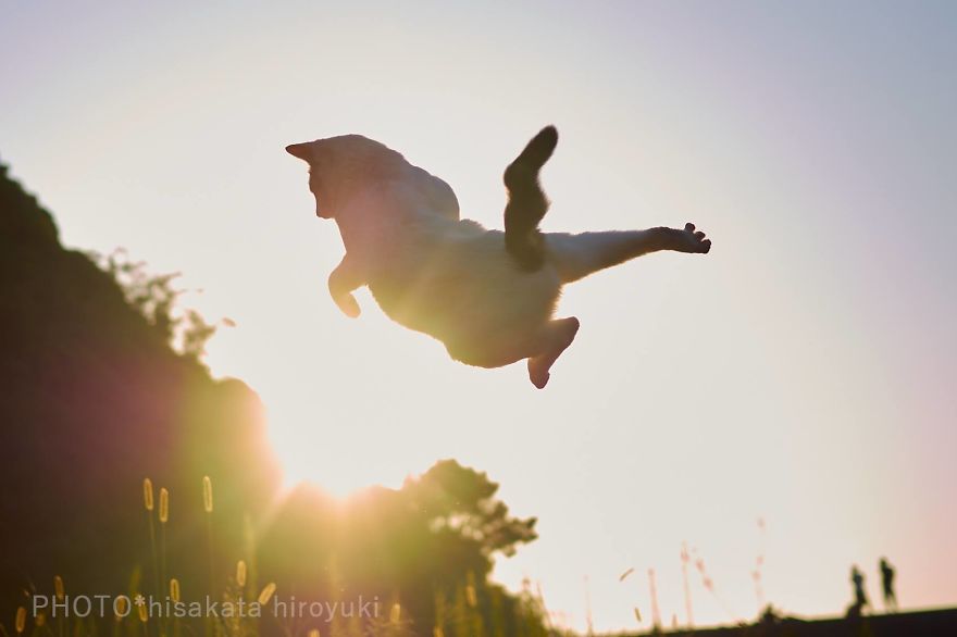 This Japanese Photographer Specializes In Shooting Ninja Cats, And The Result Is Too Purrfect This Japanese Photographer Specializes In Shooting Ninja Cats, And The Result Is Too Purrfect