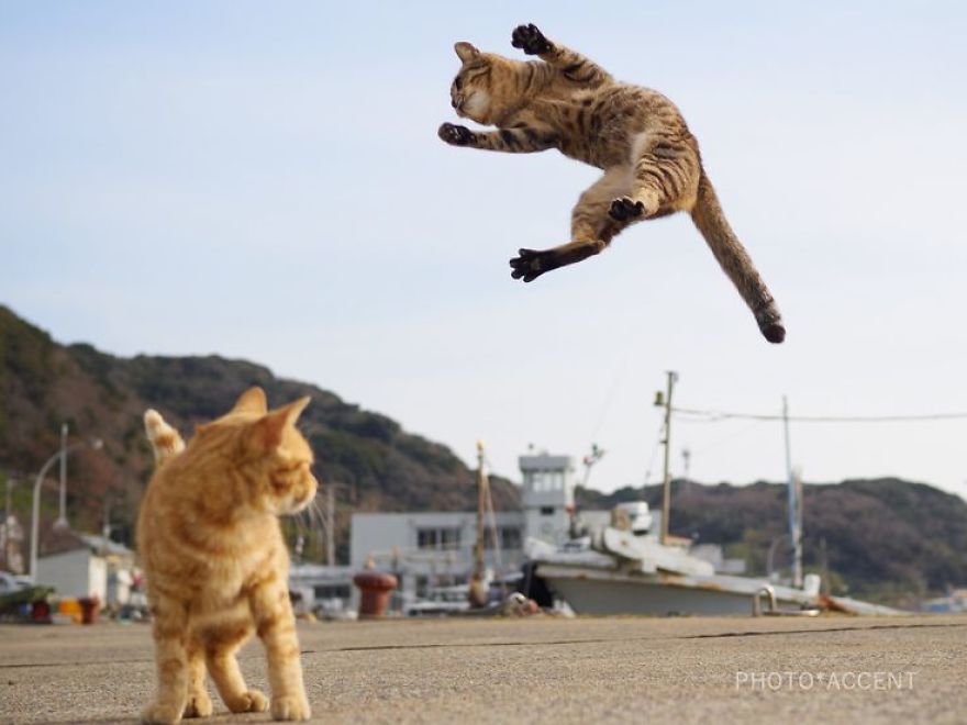 This Japanese Photographer Specializes In Shooting Ninja Cats, And The Result Is Too Purrfect This Japanese Photographer Specializes In Shooting Ninja Cats, And The Result Is Too Purrfect