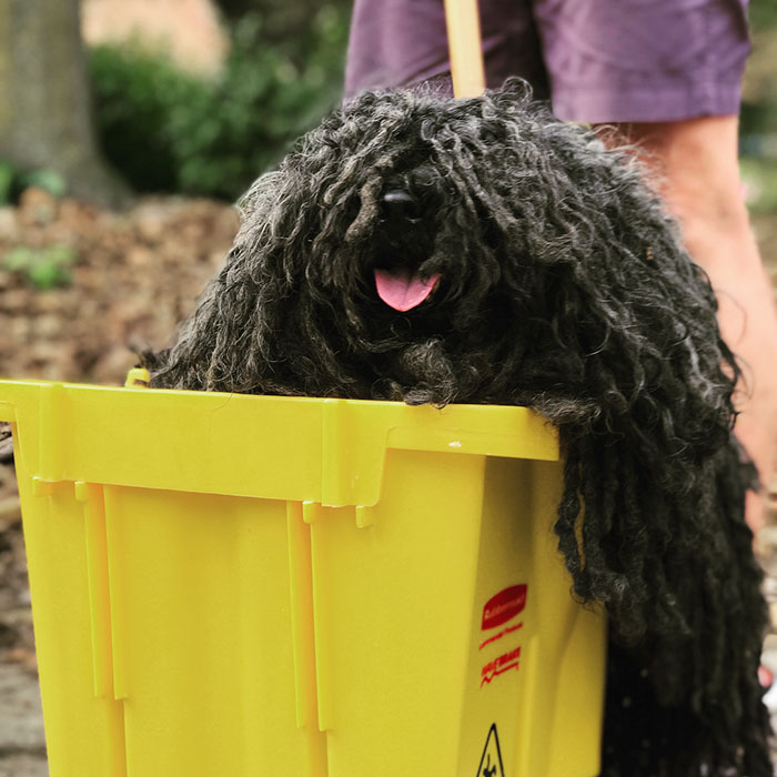 Woman Dresses Her Dog As A Mop, And It’s Probably The Best Pet Costume We’ve Ever Seen Woman Dresses Her Dog As A Mop, And It’s Probably The Best Pet Costume We’ve Ever Seen