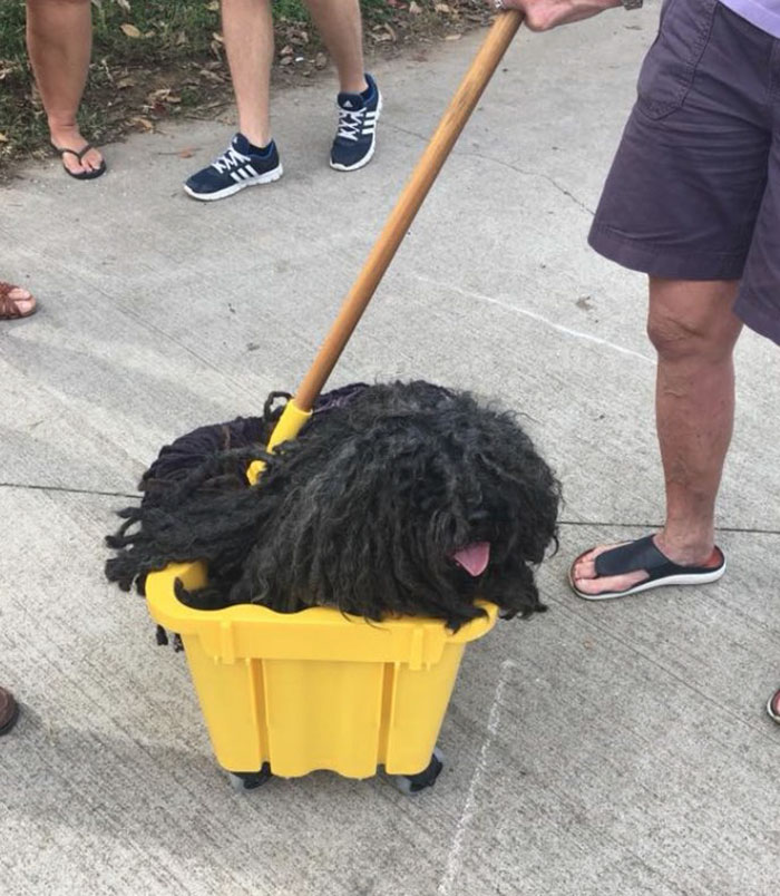 Woman Dresses Her Dog As A Mop, And It’s Probably The Best Pet Costume We’ve Ever Seen Woman Dresses Her Dog As A Mop, And It’s Probably The Best Pet Costume We’ve Ever Seen
