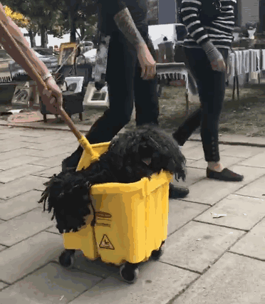 Woman Dresses Her Dog As A Mop, And It’s Probably The Best Pet Costume We’ve Ever Seen Woman Dresses Her Dog As A Mop, And It’s Probably The Best Pet Costume We’ve Ever Seen