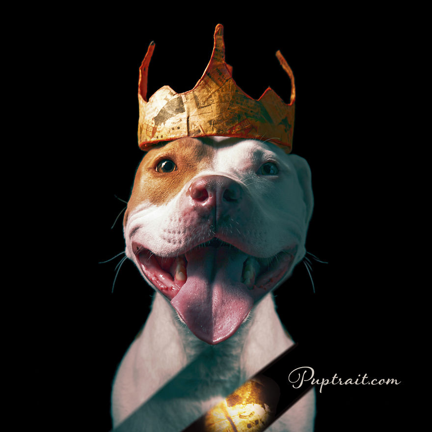 Foster Dogs And Other Discarded Things Come Together For Whimsical And Surreal Pet Portrait Series Foster Dogs And Other Discarded Things Come Together For Whimsical And Surreal Pet Portrait Series