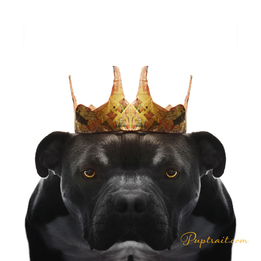 Foster Dogs And Other Discarded Things Come Together For Whimsical And Surreal Pet Portrait Series Foster Dogs And Other Discarded Things Come Together For Whimsical And Surreal Pet Portrait Series