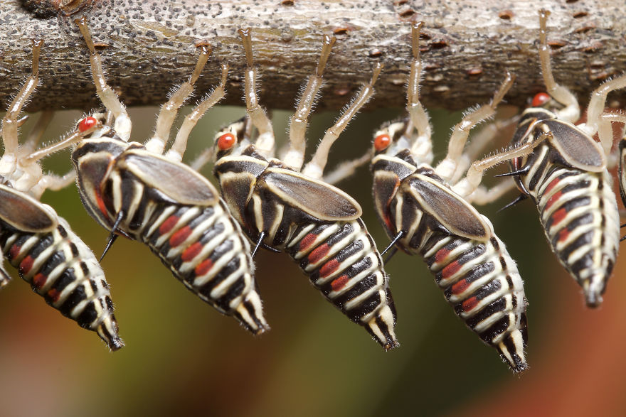 I Photographed Evidence Of Maternal Instincts In Insects