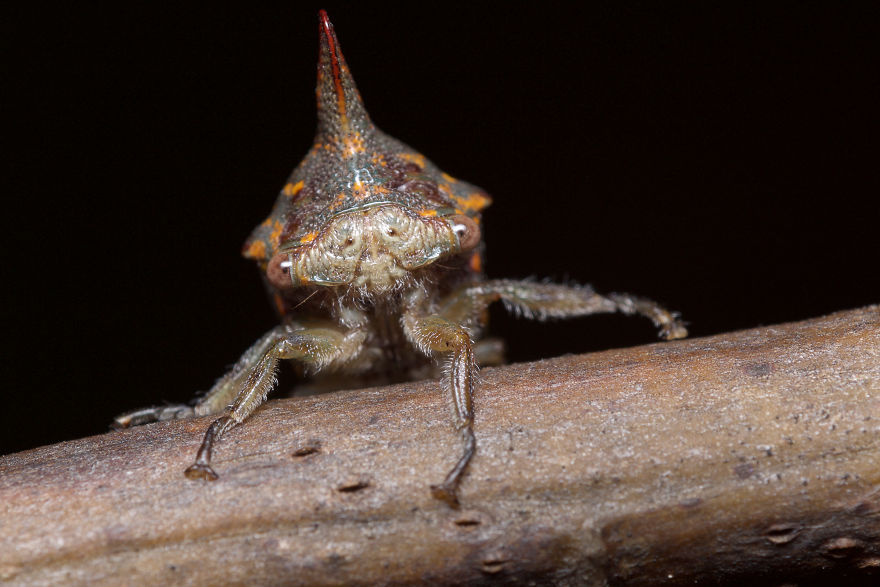 I Photographed Evidence Of Maternal Instincts In Insects