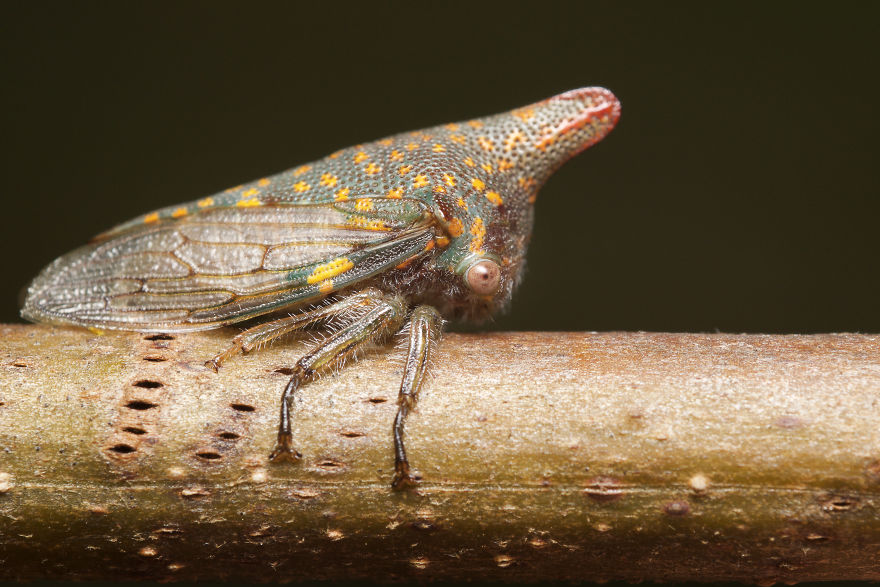 I Photographed Evidence Of Maternal Instincts In Insects