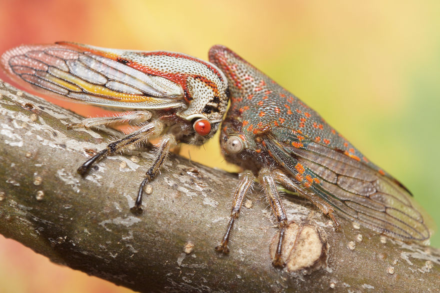 I Photographed Evidence Of Maternal Instincts In Insects