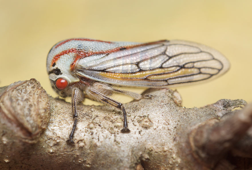 I Photographed Evidence Of Maternal Instincts In Insects