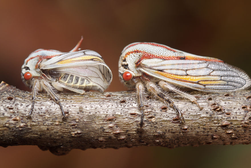 I Photographed Evidence Of Maternal Instincts In Insects