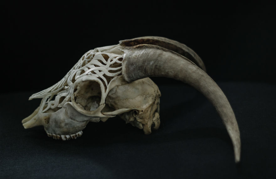 After Being Arrested For Drugs This Man Started Carving Skulls And Turned His Life Around After Being Arrested For Drugs This Man Started Carving Skulls And Turned His Life Around