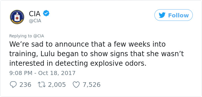 Lulu Gets Fired From CIA Because She Would Rather Play Than Sniff Bombs