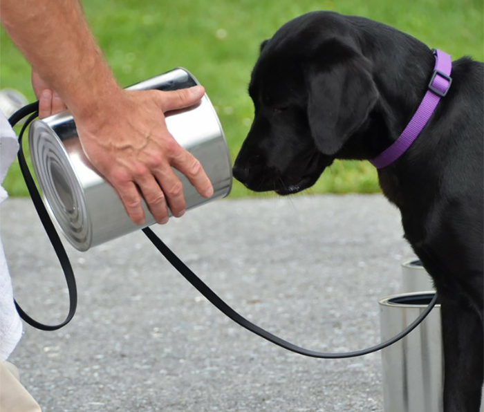 Lulu Gets Fired From CIA Because She Would Rather Play Than Sniff Bombs