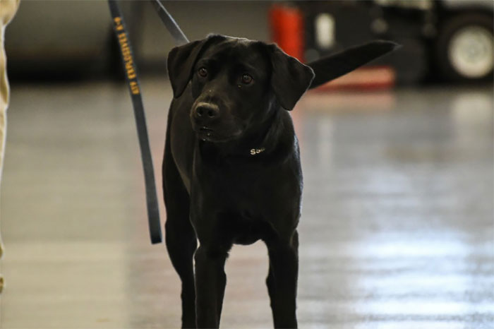 Lulu Gets Fired From CIA Because She Would Rather Play Than Sniff Bombs