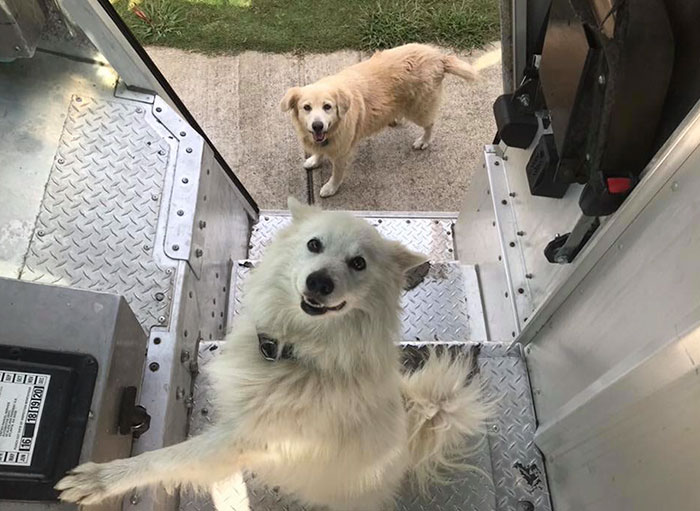 Turns Out, UPS Drivers Have A Facebook Group About Dogs They Meet On Their Routes, And It Will Make Your Day Turns Out, UPS Drivers Have A Facebook Group About Dogs They Meet On Their Routes, And It Will Make Your Day