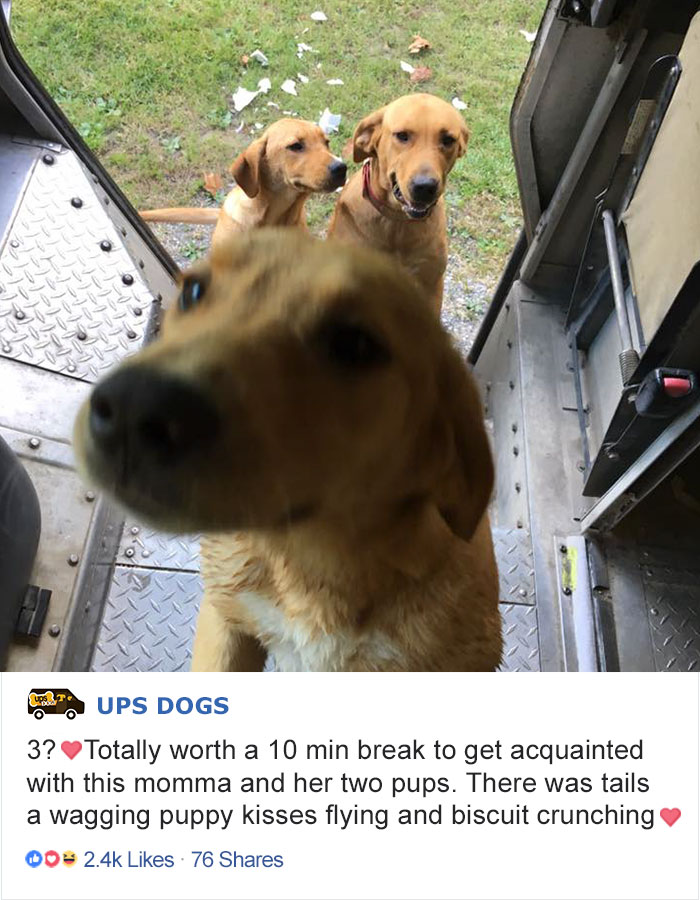 Turns Out, UPS Drivers Have A Facebook Group About Dogs They Meet On Their Routes, And It Will Make Your Day Turns Out, UPS Drivers Have A Facebook Group About Dogs They Meet On Their Routes, And It Will Make Your Day