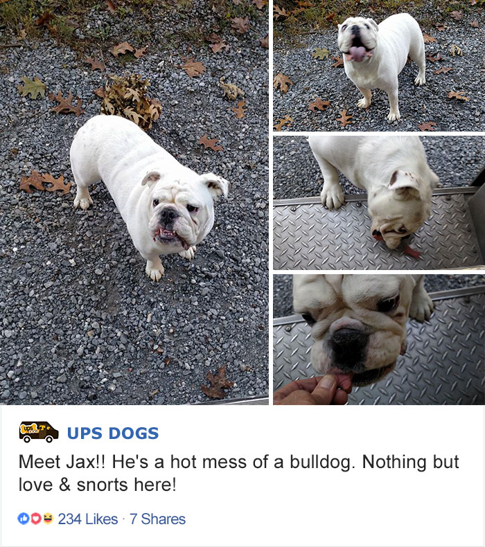 Turns Out, UPS Drivers Have A Facebook Group About Dogs They Meet On Their Routes, And It Will Make Your Day Turns Out, UPS Drivers Have A Facebook Group About Dogs They Meet On Their Routes, And It Will Make Your Day