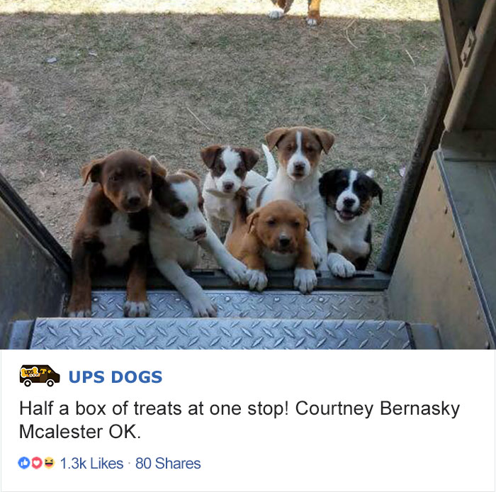 Turns Out, UPS Drivers Have A Facebook Group About Dogs They Meet On Their Routes, And It Will Make Your Day Turns Out, UPS Drivers Have A Facebook Group About Dogs They Meet On Their Routes, And It Will Make Your Day