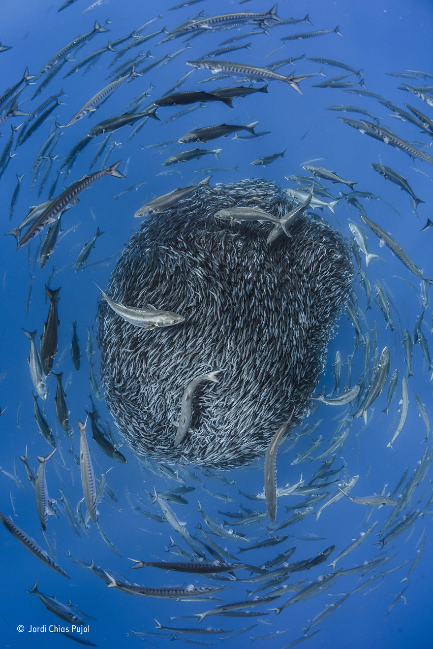 82 Best Wildlife Photos Of 2017 Were Just Announced And The Winning Pic Is Making Everyone Angry And Sad