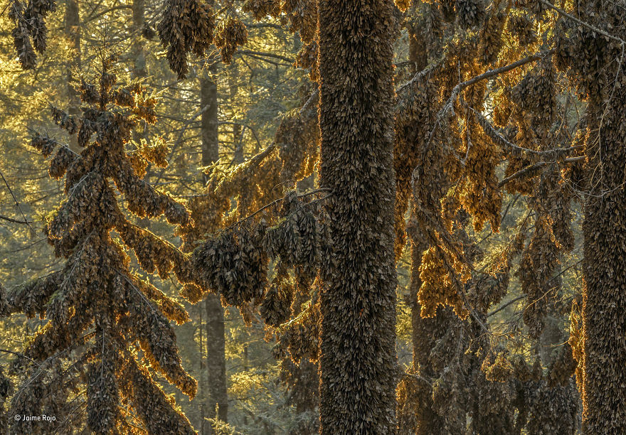 82 Best Wildlife Photos Of 2017 Were Just Announced And The Winning Pic Is Making Everyone Angry And Sad