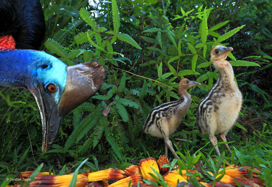 82 Best Wildlife Photos Of 2017 Were Just Announced And The Winning Pic Is Making Everyone Angry And Sad