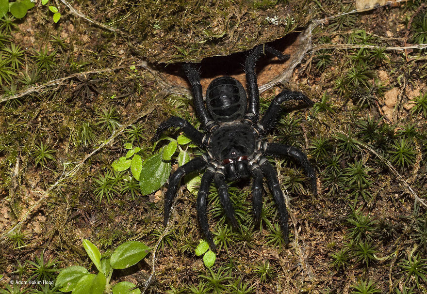 82 Best Wildlife Photos Of 2017 Were Just Announced And The Winning Pic Is Making Everyone Angry And Sad