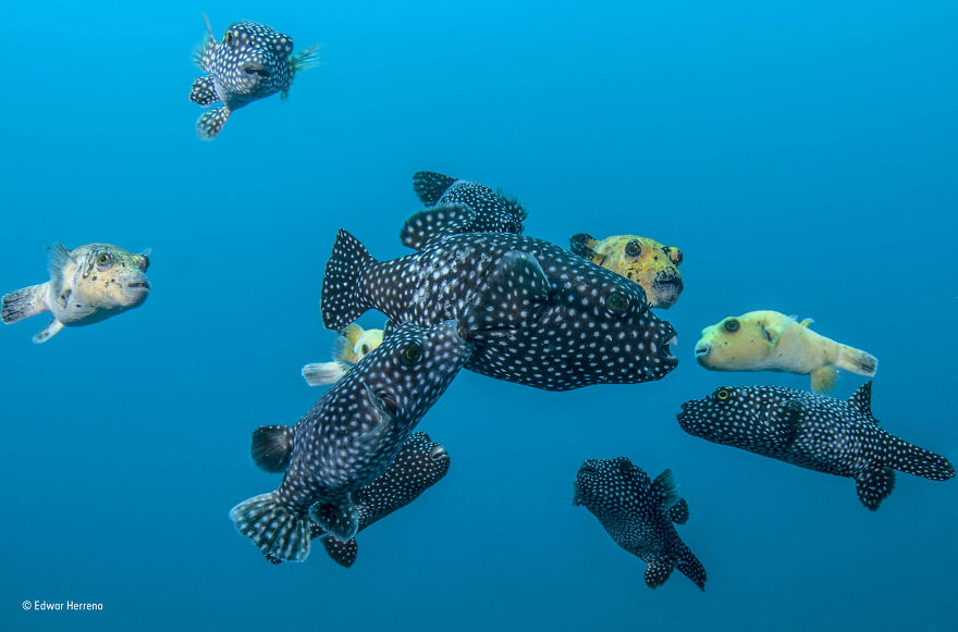 82 Best Wildlife Photos Of 2017 Were Just Announced And The Winning Pic Is Making Everyone Angry And Sad