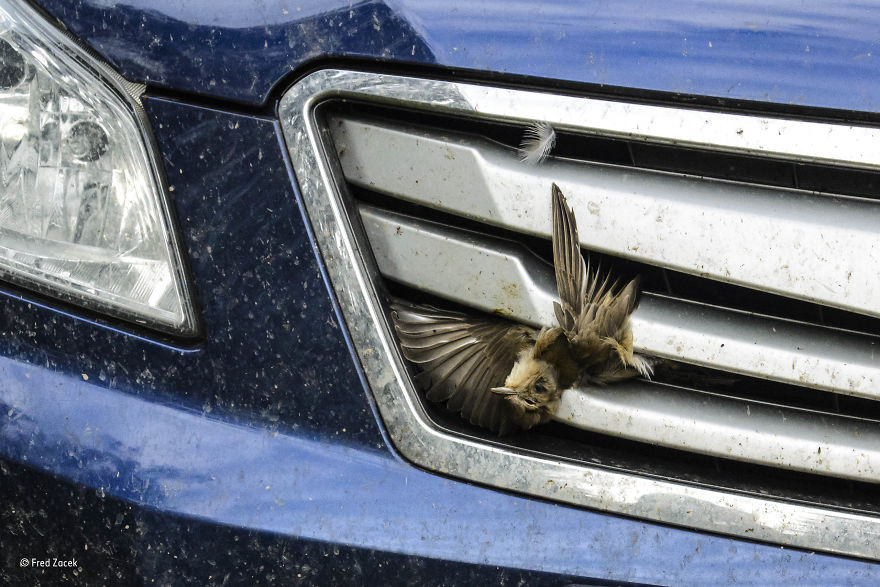 82 Best Wildlife Photos Of 2017 Were Just Announced And The Winning Pic Is Making Everyone Angry And Sad