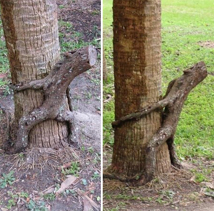 63 Trees That Look Like Something Else And Will Make You Look Twice 63 Trees That Look Like Something Else And Will Make You Look Twice