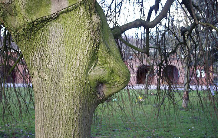 63 Trees That Look Like Something Else And Will Make You Look Twice 63 Trees That Look Like Something Else And Will Make You Look Twice