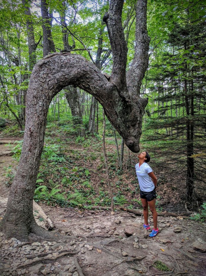 63 Trees That Look Like Something Else And Will Make You Look Twice 63 Trees That Look Like Something Else And Will Make You Look Twice