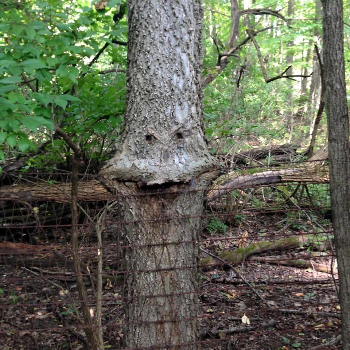 63 Trees That Look Like Something Else And Will Make You Look Twice 63 Trees That Look Like Something Else And Will Make You Look Twice