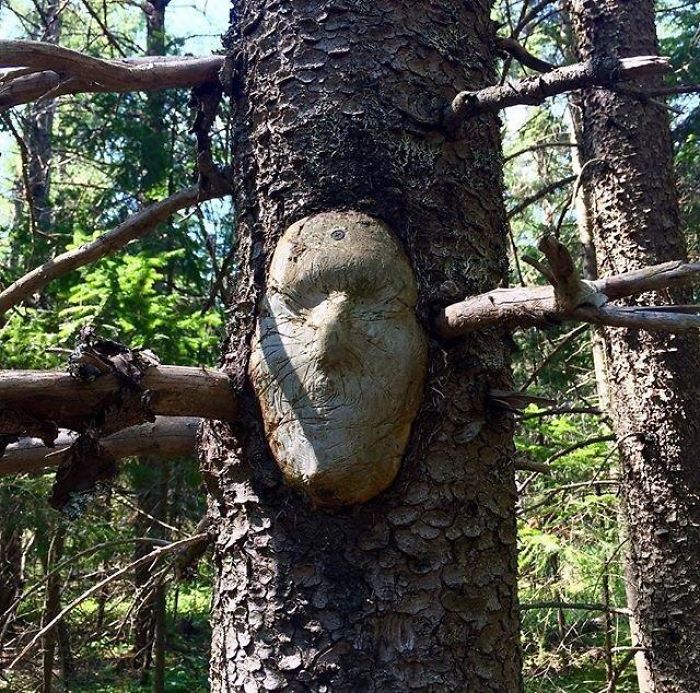 63 Trees That Look Like Something Else And Will Make You Look Twice 63 Trees That Look Like Something Else And Will Make You Look Twice