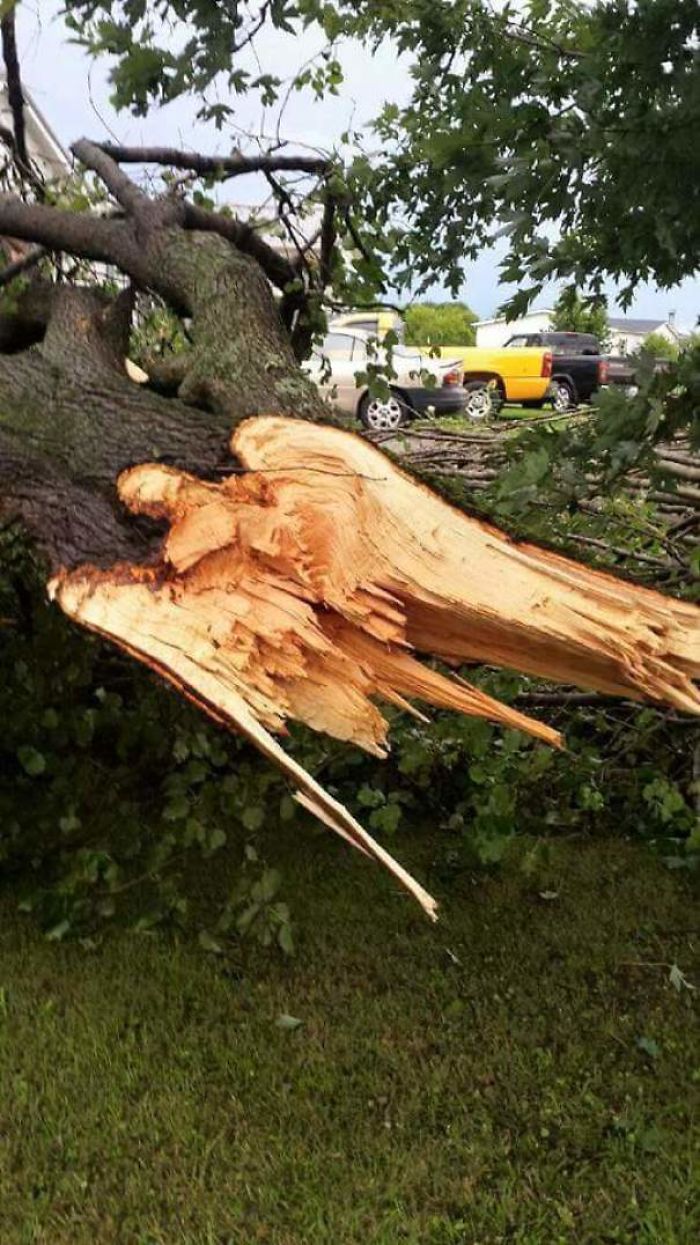 63 Trees That Look Like Something Else And Will Make You Look Twice 63 Trees That Look Like Something Else And Will Make You Look Twice